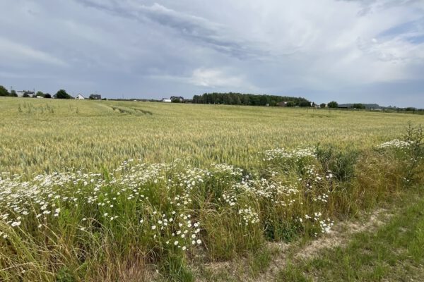 Duża Działka – Świetna Pod Zabudowę Mieszkaniową