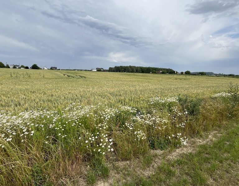 Duża Działka – Świetna Pod Zabudowę Mieszkaniową – 3